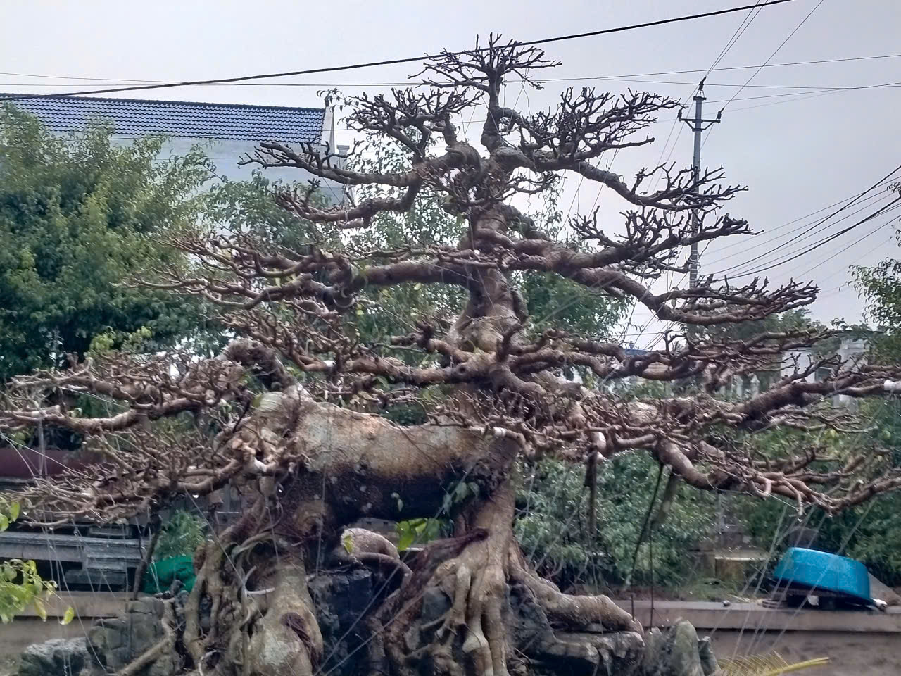 ⭐ban cay canh dep con nghe doc nhat vo nhi tai nam truc, nam dinh (cu), 0826312369