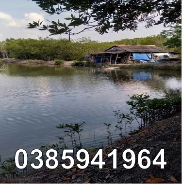 ⭐️ban 61 mau dam nuoi tom tai xa thanh an (can gio), tp.hcm, 0385941964