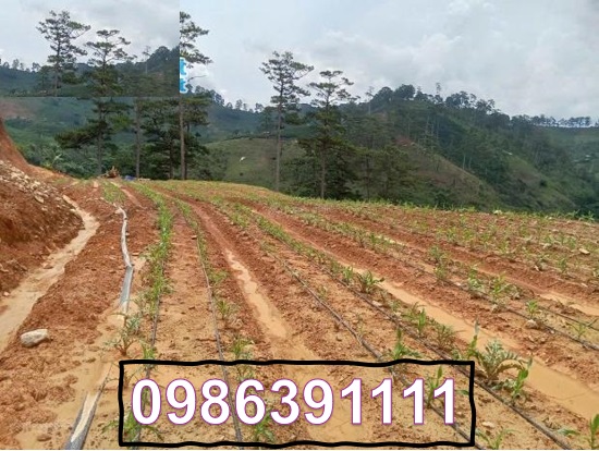 ⭐️ban dat tai da sar, lac duong, lam dong, 300 trieu/sao dep, nhieu tien ich; 0986391111